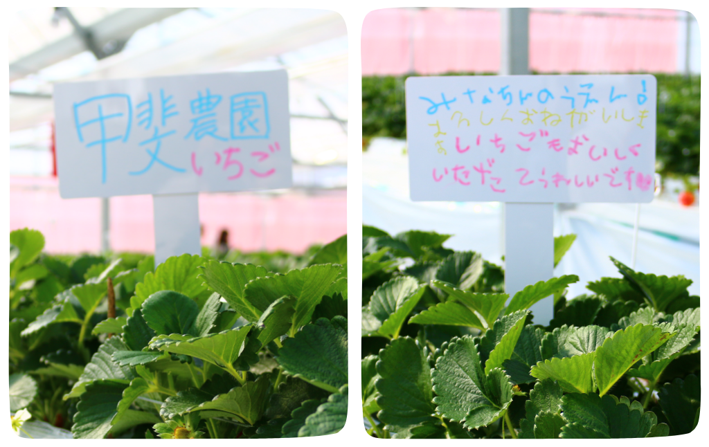 チーズケーキ　抹茶のイメージ画像