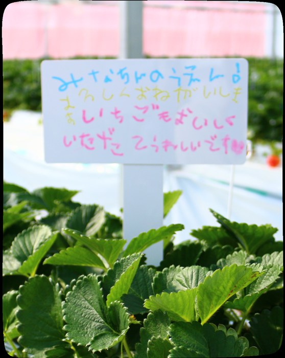 苗に付けられたオーナーの名前の札